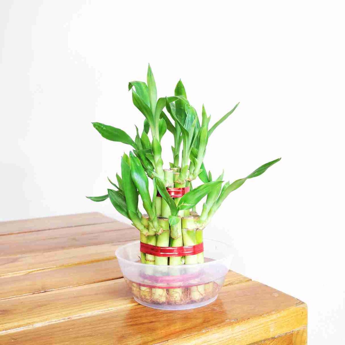 2 Layer lucky bamboo Plant