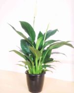 Peace lily 1