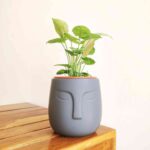 Syngonium Pink Plant