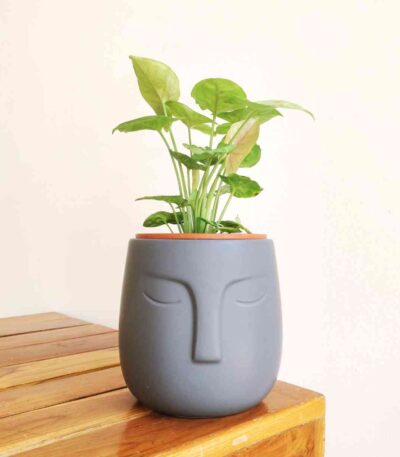 Syngonium Pink Plant