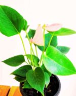 Anthurium Million Flowers Plant 1