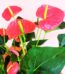 Anthurium Red Flower Plant 1