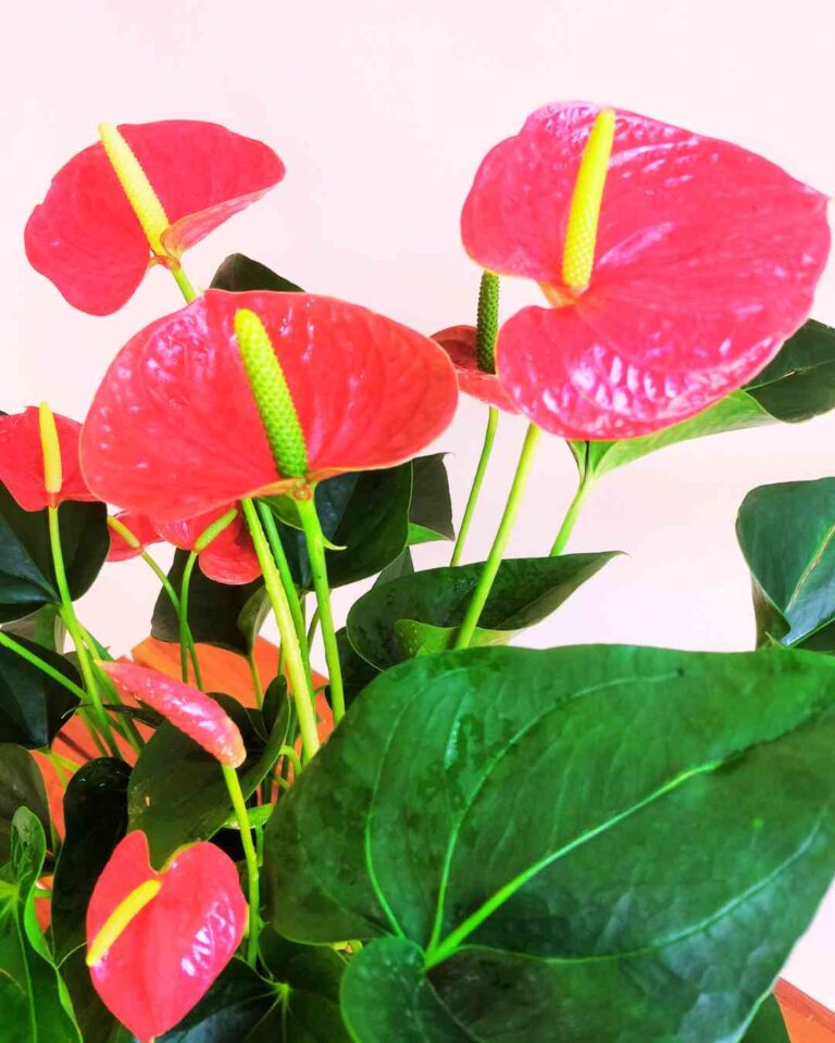 Anthurium Red Flower Plant 1