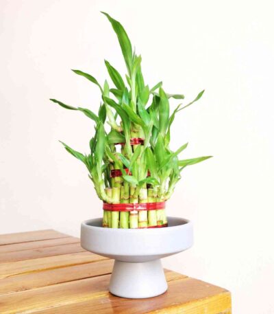 3 Layer Lucky Bamboo Plant