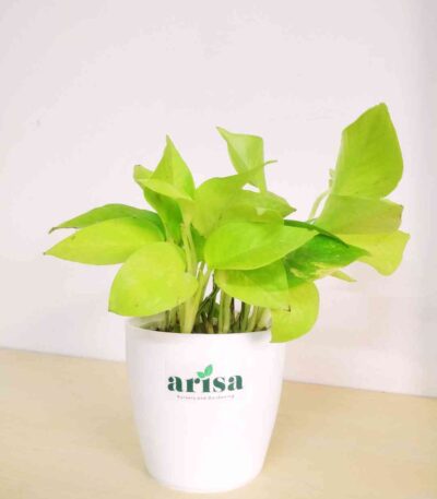 Golden Money Plant 1