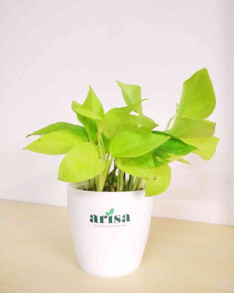 Golden Money Plant 1