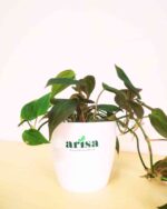 Philodendron Micans 1