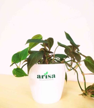 Philodendron Micans 1