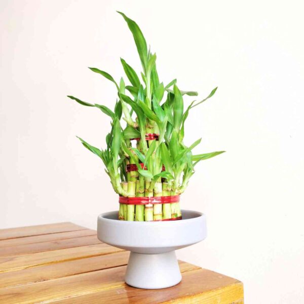 3 Layer Lucky Bamboo Plant