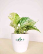 Money Plant Marble 1