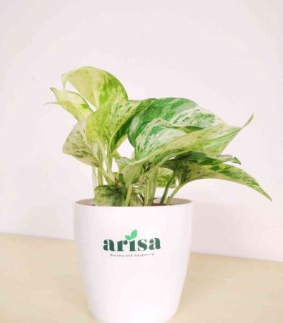 Money Plant Marble 1