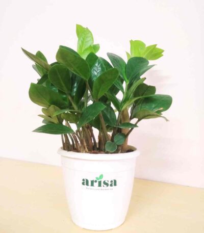 ZZ Green Plant 1