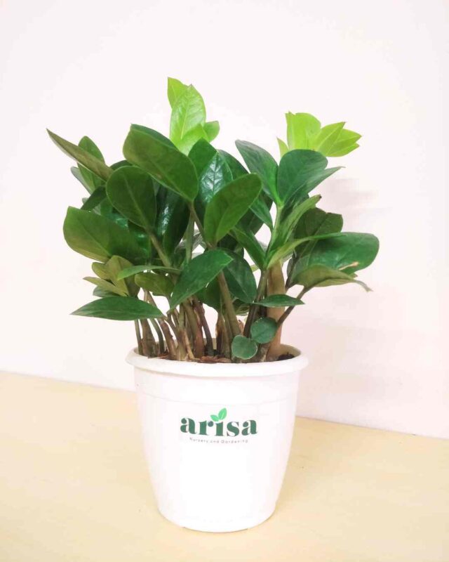 ZZ Green Plant 1