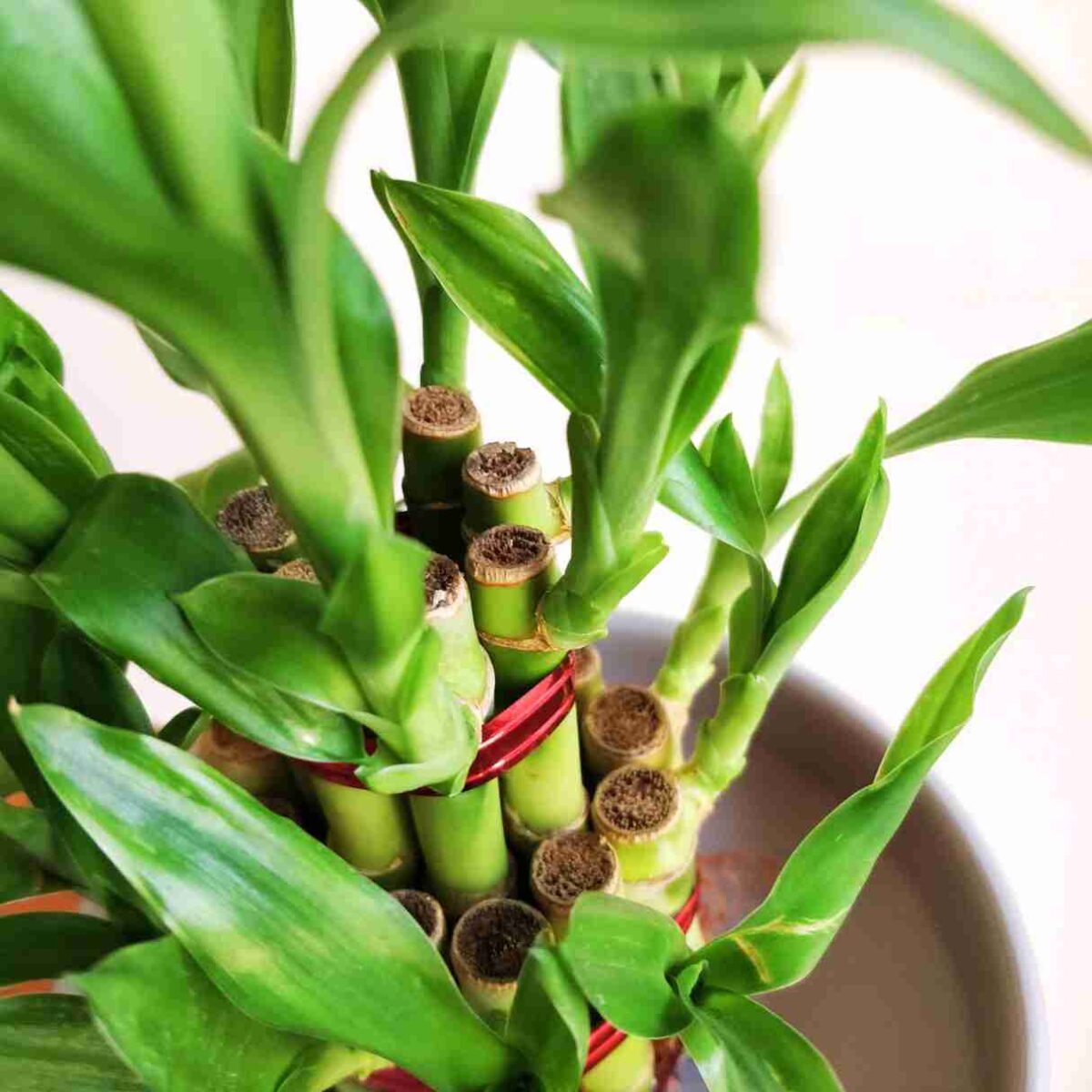 2 Layer lucky bamboo Plant