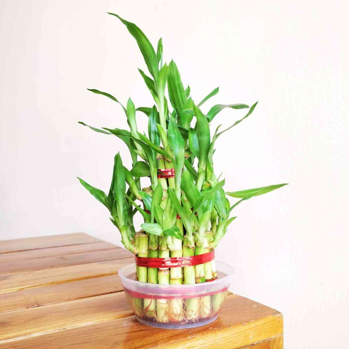 3 Layer Lucky Bamboo Plant