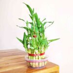3 Layer Lucky Bamboo Plant
