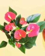 Anthurium Red Flower Plant 2