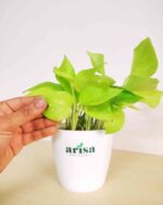 Golden Money Plant 4