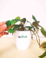 Philodendron Micans 2