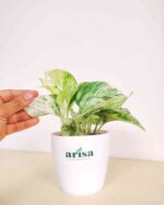 Money Plant Marble 2