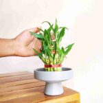 2 Layer lucky bamboo Plant