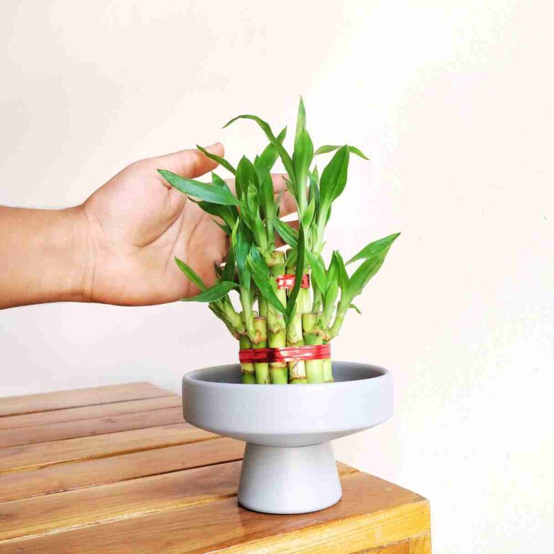 2 Layer lucky bamboo Plant