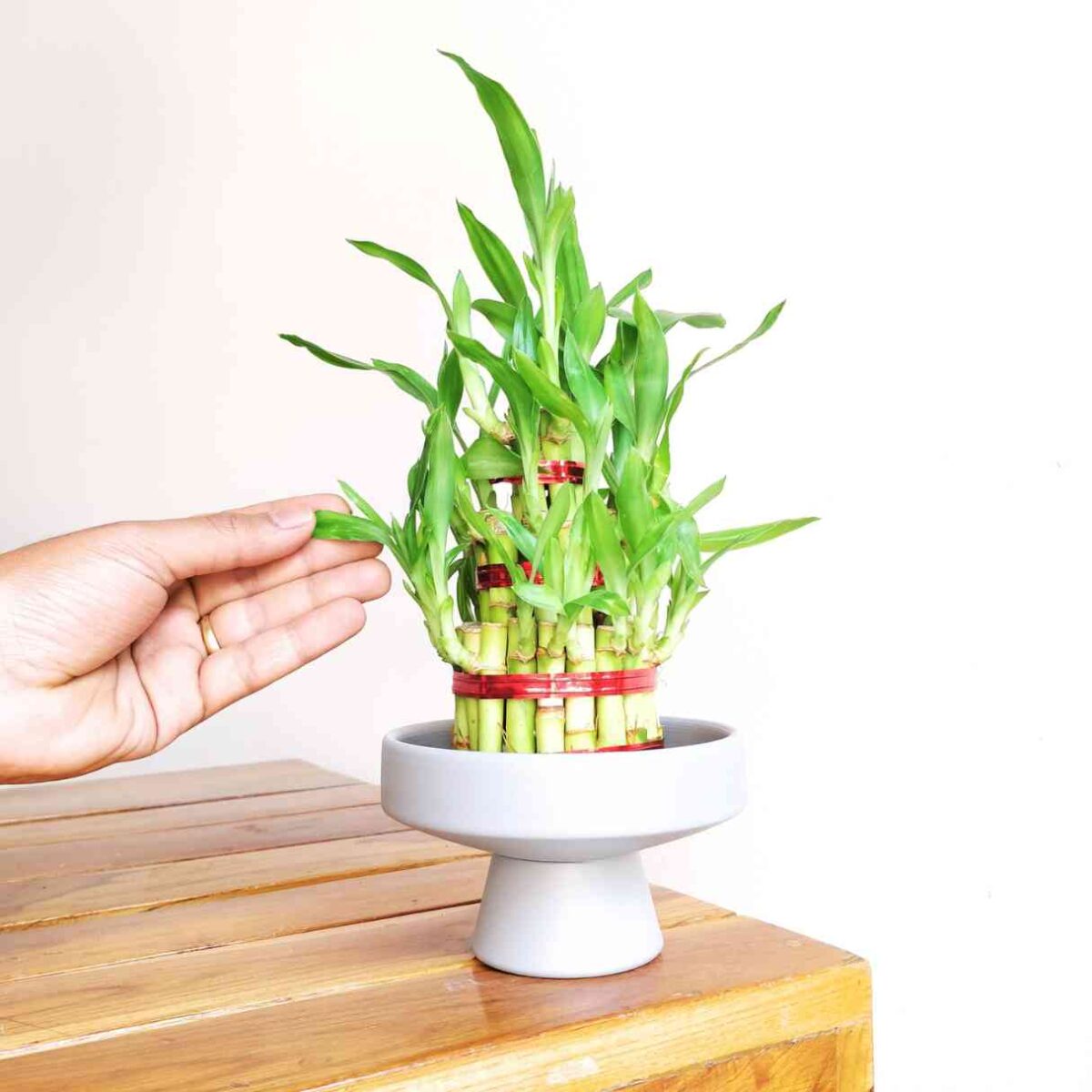 3 Layer Lucky Bamboo Plant