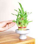 3 Layer Lucky Bamboo Plant