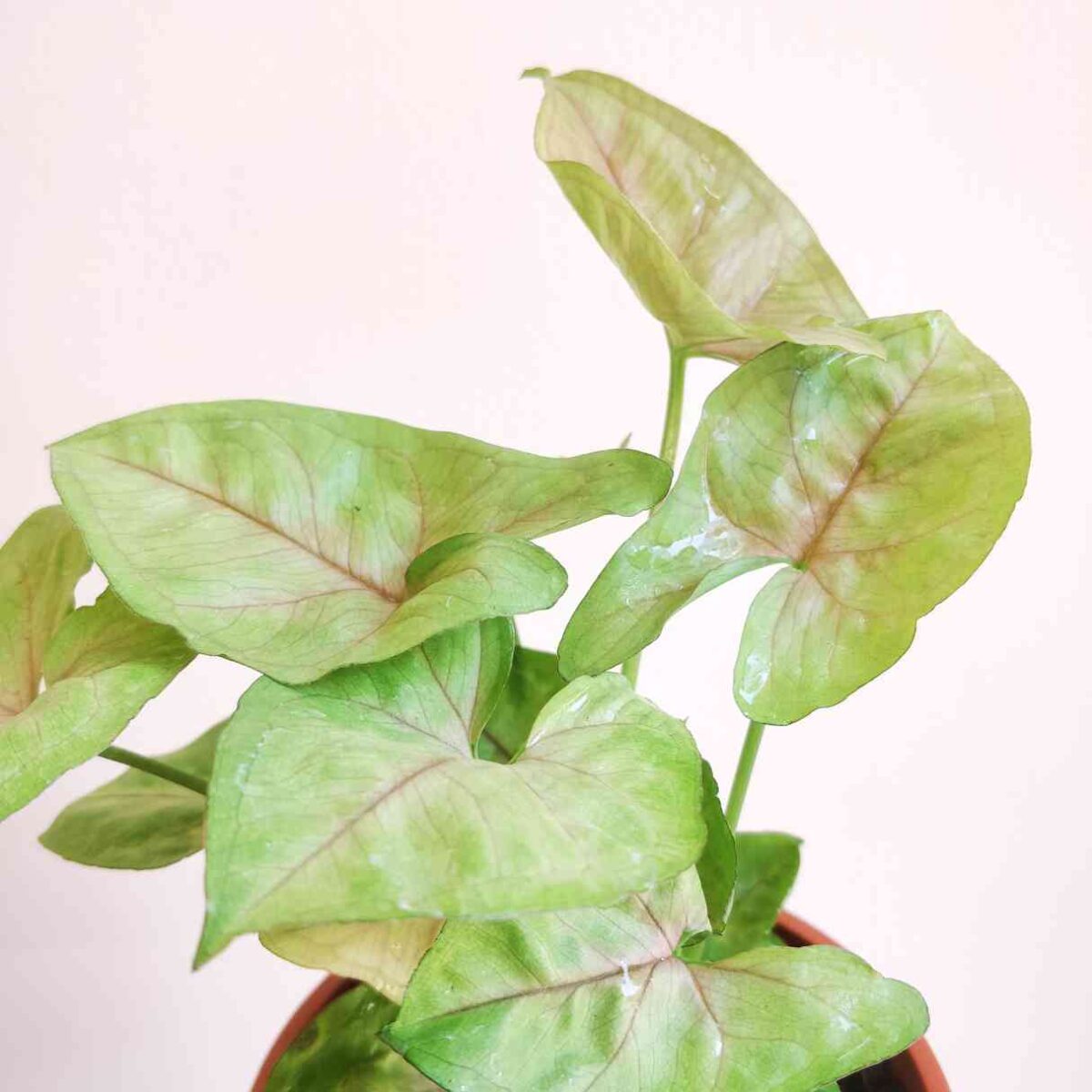 Syngonium Pink Plant