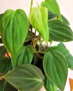 Philodendron Micans 3
