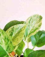 Money Plant Marble 3