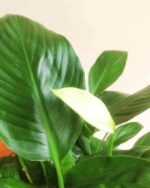 Peace lily 3