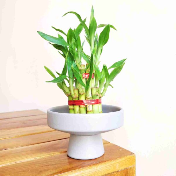 2 Layer lucky bamboo Plant