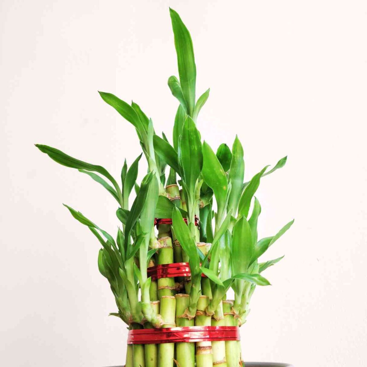 3 Layer Lucky Bamboo Plant