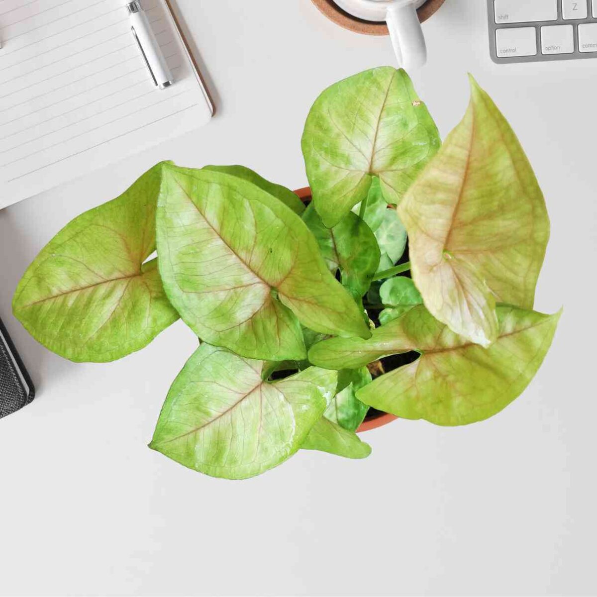 Syngonium Pink Plant
