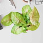 Syngonium Pink Plant
