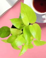 Golden Money Plant 2