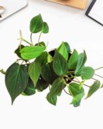 Philodendron Micans 4