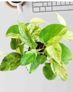 Money Plant Marble 4