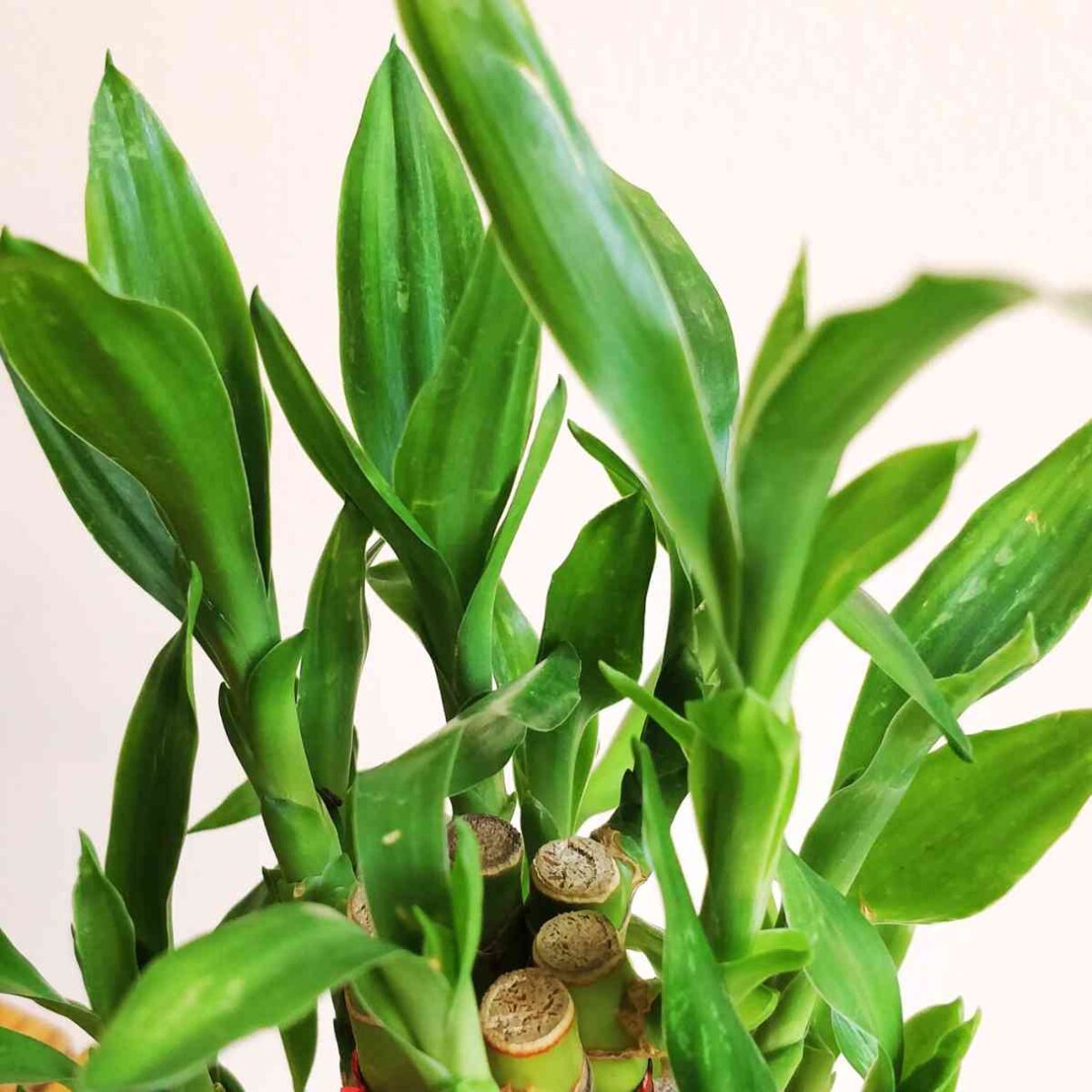 3 Layer Lucky Bamboo Plant