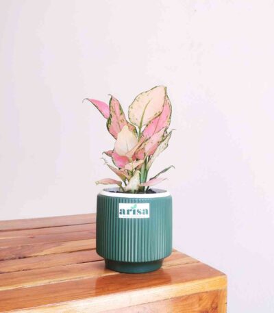 Aglaonema Pink