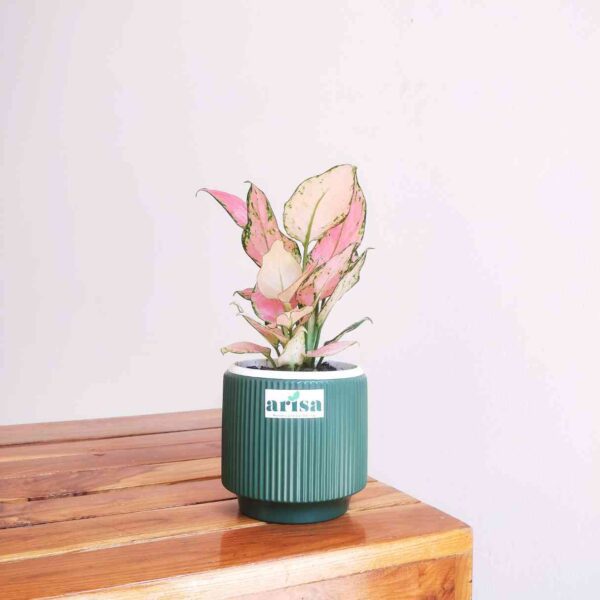 Aglaonema Pink