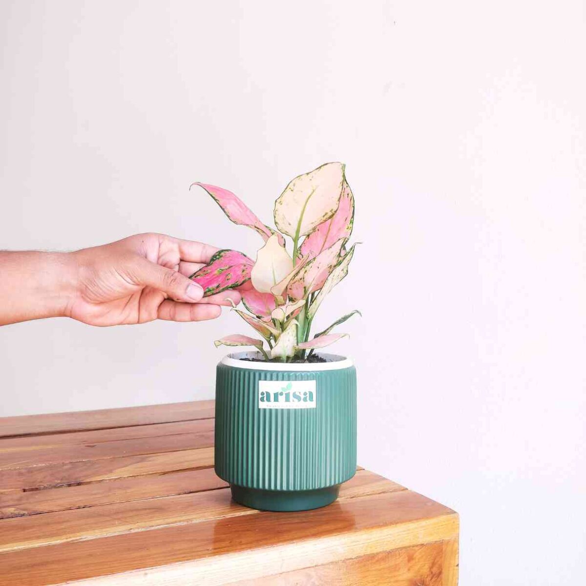 Aglaonema Pink