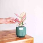 Aglaonema Pink