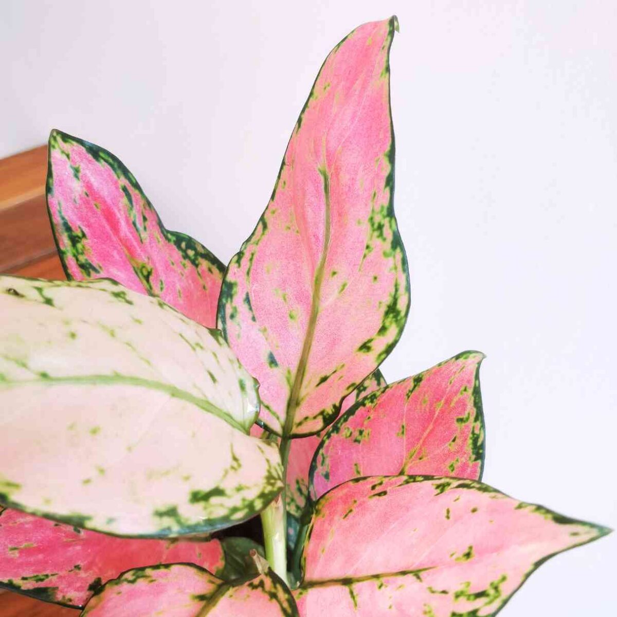 Aglaonema Pink