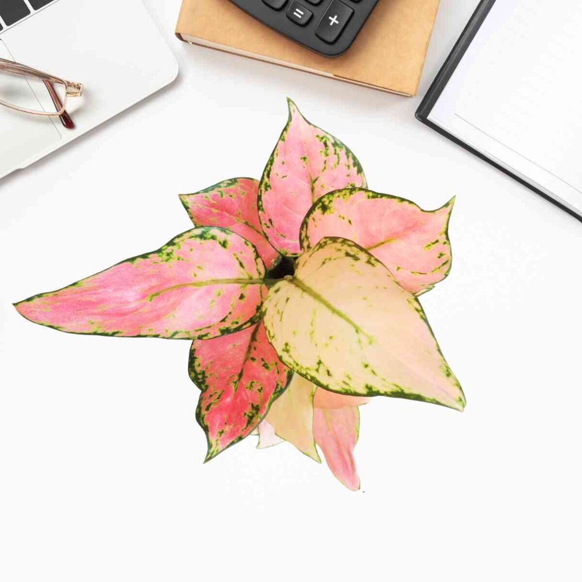 Aglaonema Pink