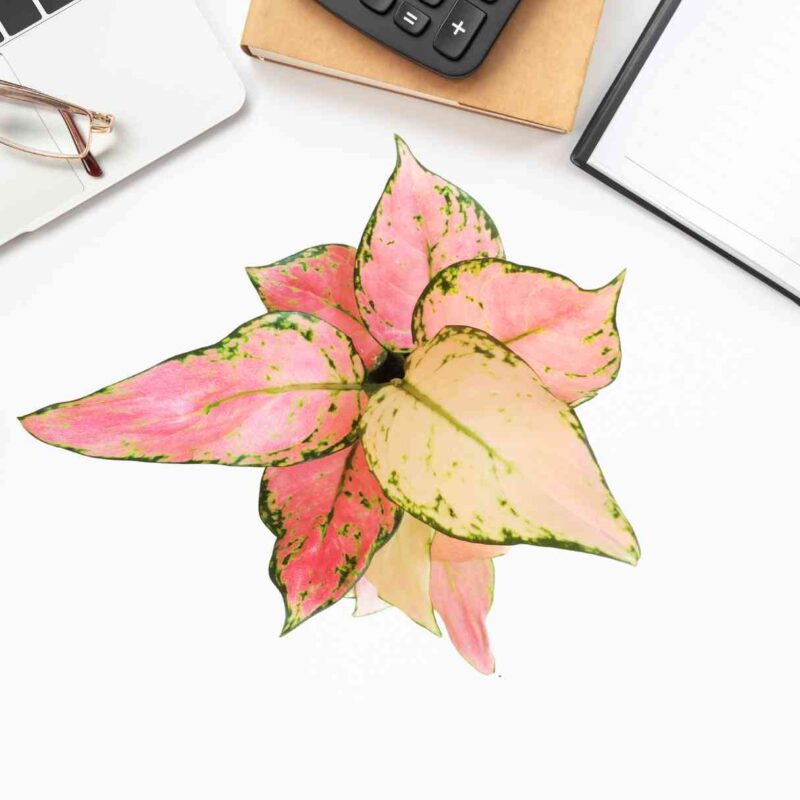 Aglaonema Pink