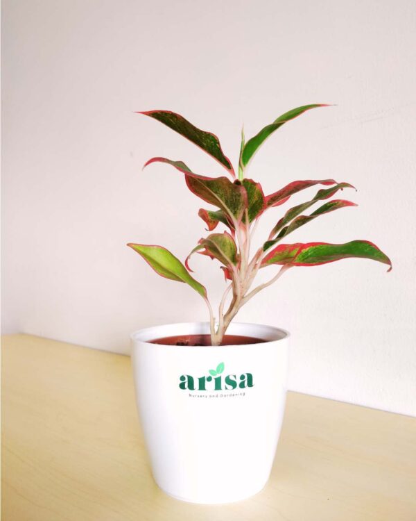 Aglaonema Pink Lipstick White 4.5wp 1