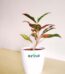 Aglaonema Pink Lipstick White 4.5wp 1