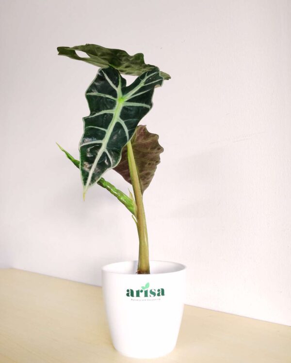 Alocasia 1